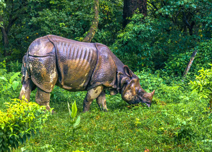 Rhino in chitwan national park nepal