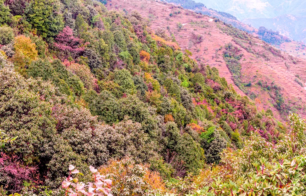 Colorful forest from Chisapani