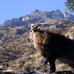 Hunting Himalayan Tahr