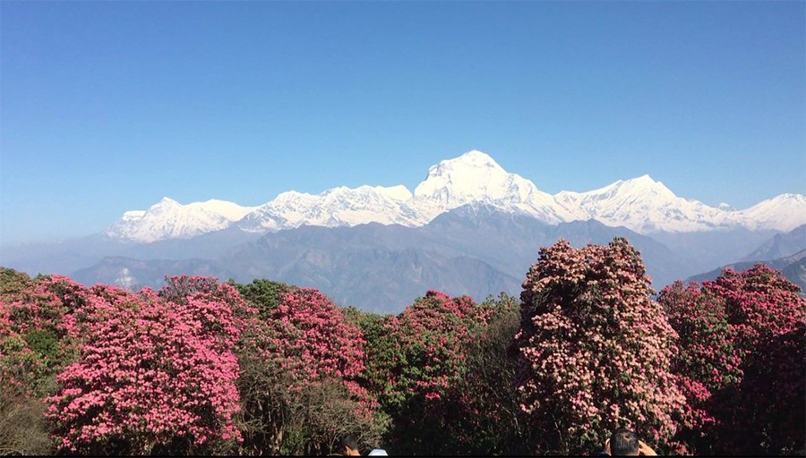 Rhododendron blooming season in Annapurna