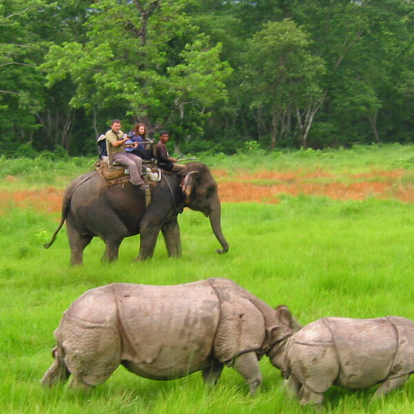Chitwan Jungle Safari Tour