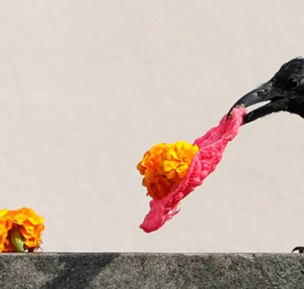 Crow being worshipped during Kaag Tihar