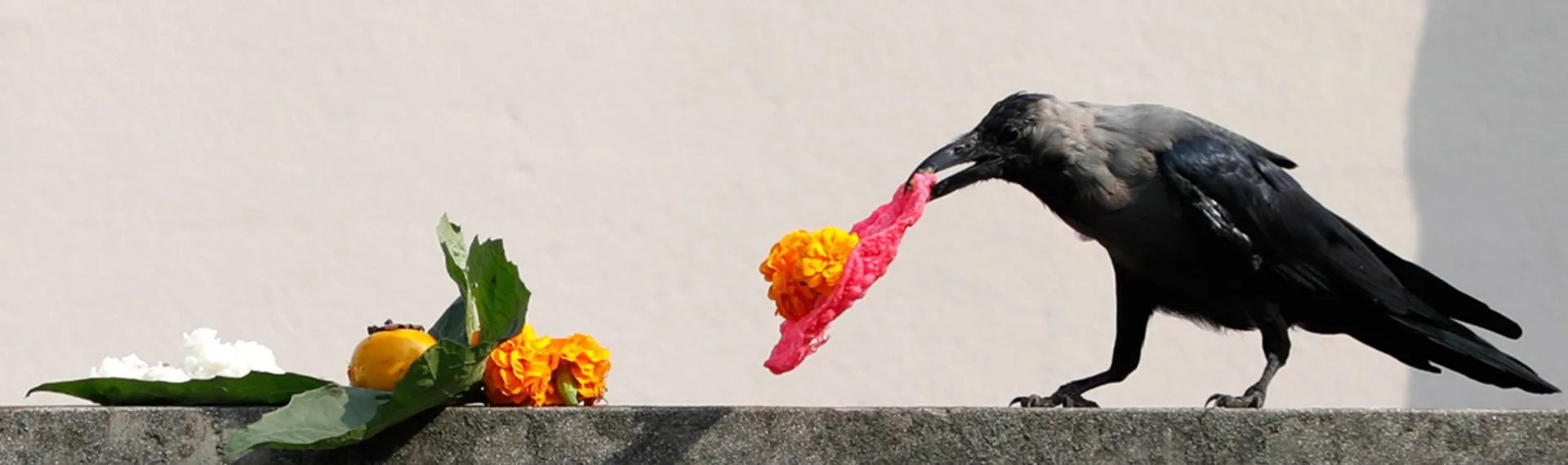 Crow being worshipped during Kaag Tihar