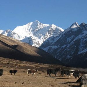 Lang tang Himalaya