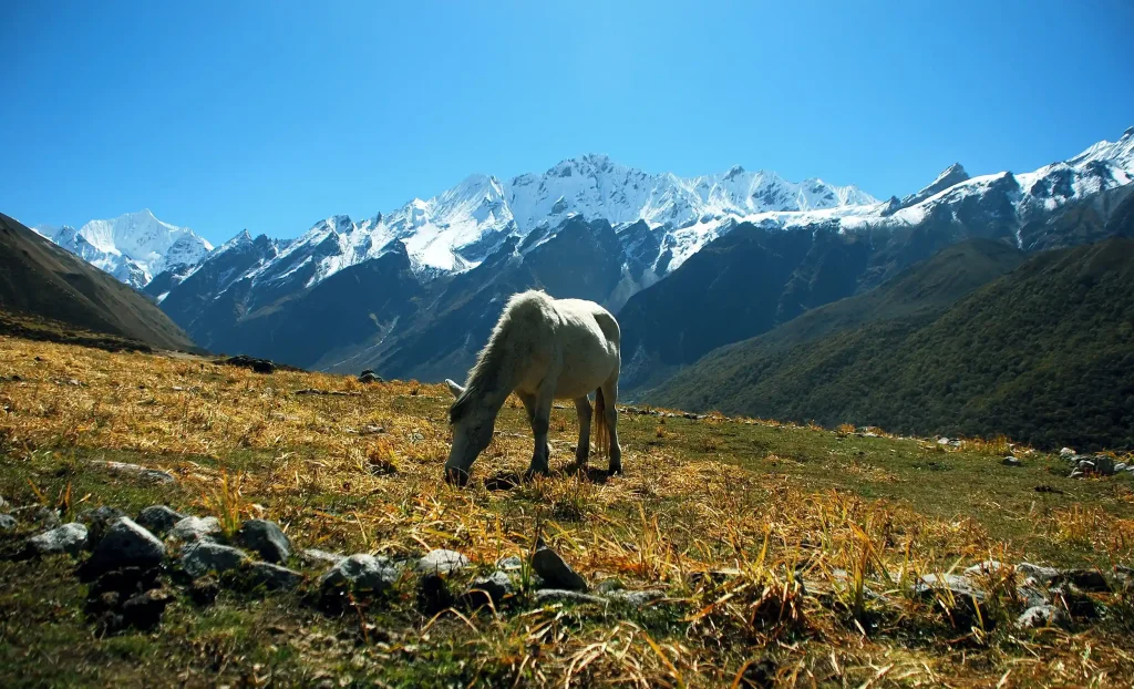 Langtang Valley Trek