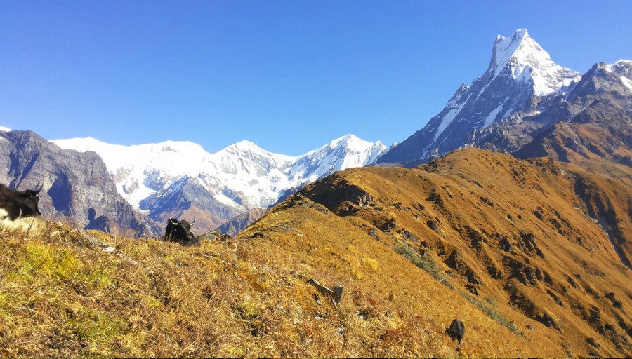 Mardi Himal Base camp trek Life Himalaya Trekking
