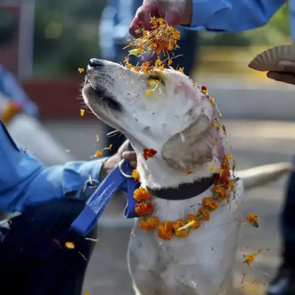 Tihar Festival in Nepal
