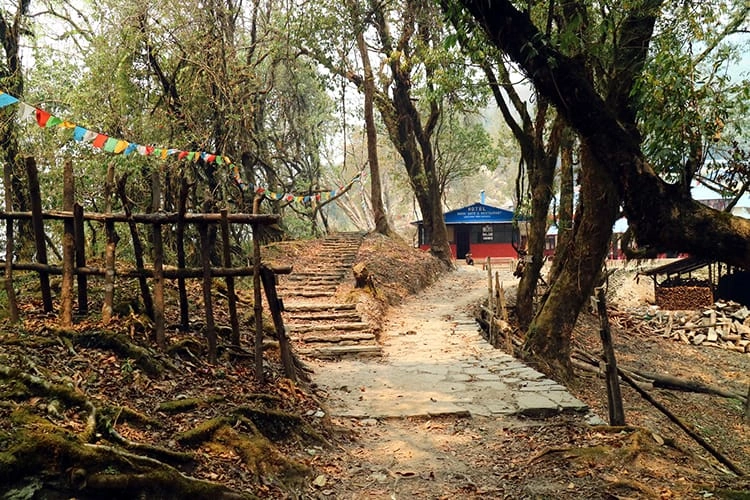 forest