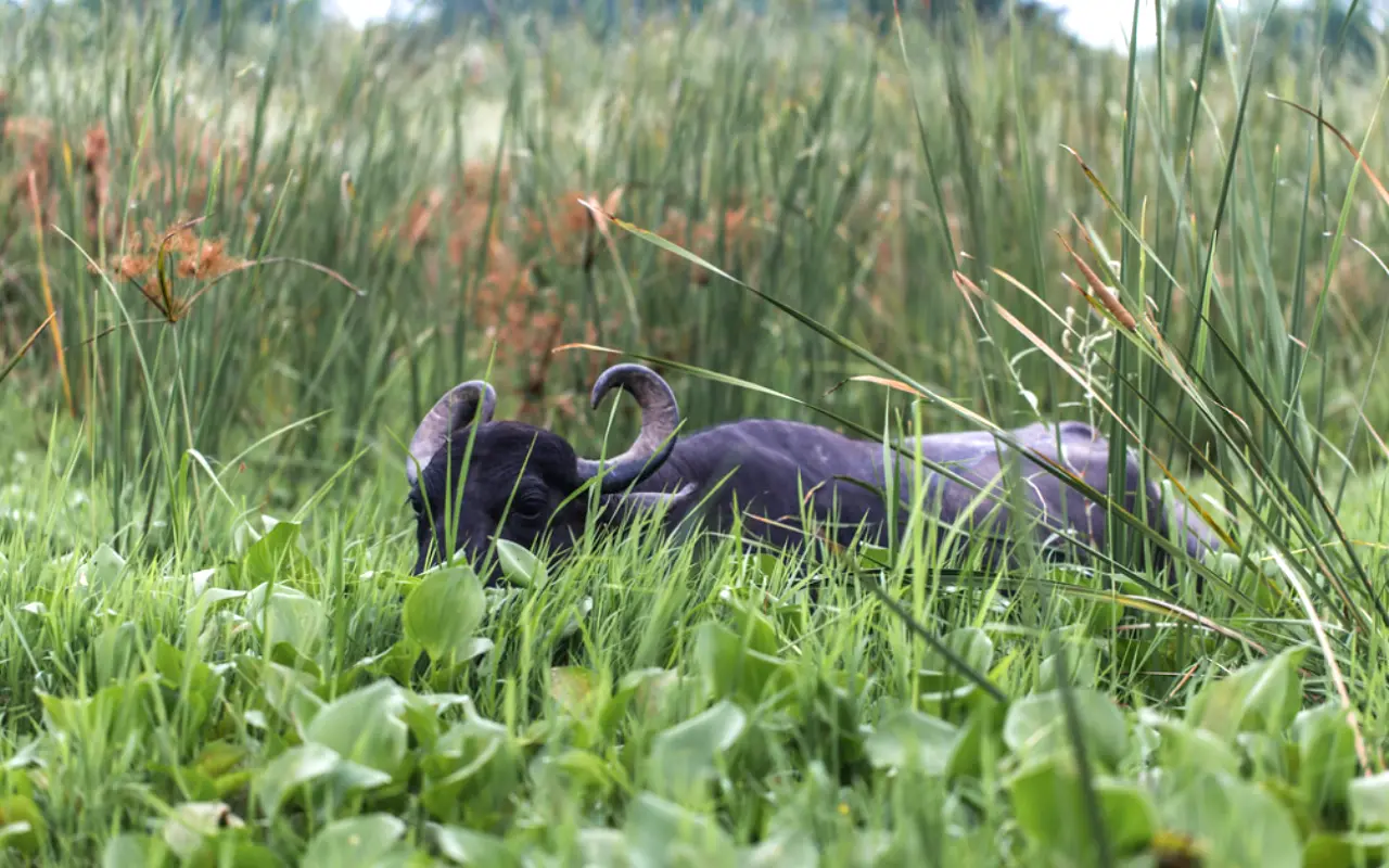 Koshi Tappu Wildlife Reserve: A Complete Travel Guide For Nature Lovers 2 Arna: The Wild Water Buffalo Of Nepal