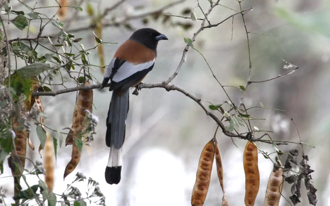 Koshi Tappu Wildlife Reserve: A Complete Travel Guide For Nature Lovers 4 Rufous Treepie