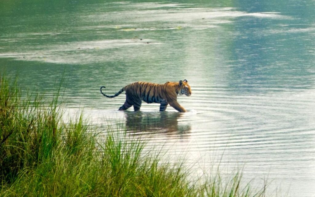 Jungle Safari In Nepal: Best National Parks, Wildlife &Amp; Complete Travel Guide 2 A Tiger Was Seen In Bardia National Park