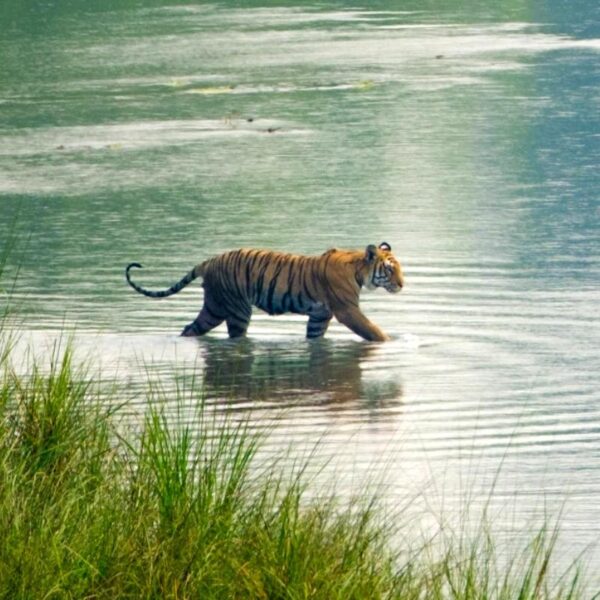 A Tiger was seen in Bardia National Park