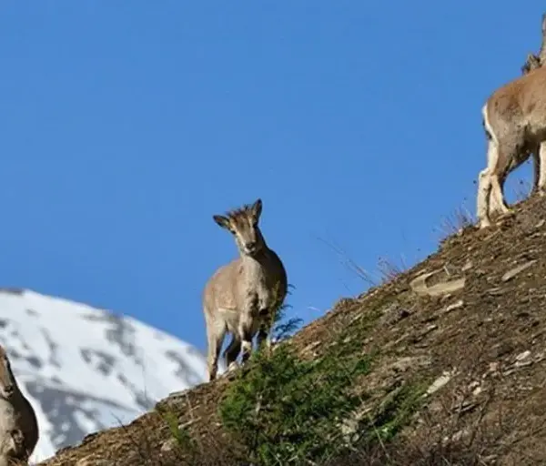 Blue Sheep Hunting in Nepal