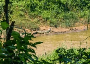 Buaya di taman nasional chitwan