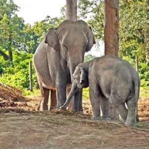 Gajah di Taman Nasional Chitwan