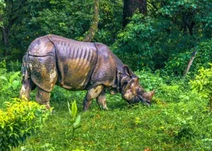 Badak di taman nasional chitwan nepal
