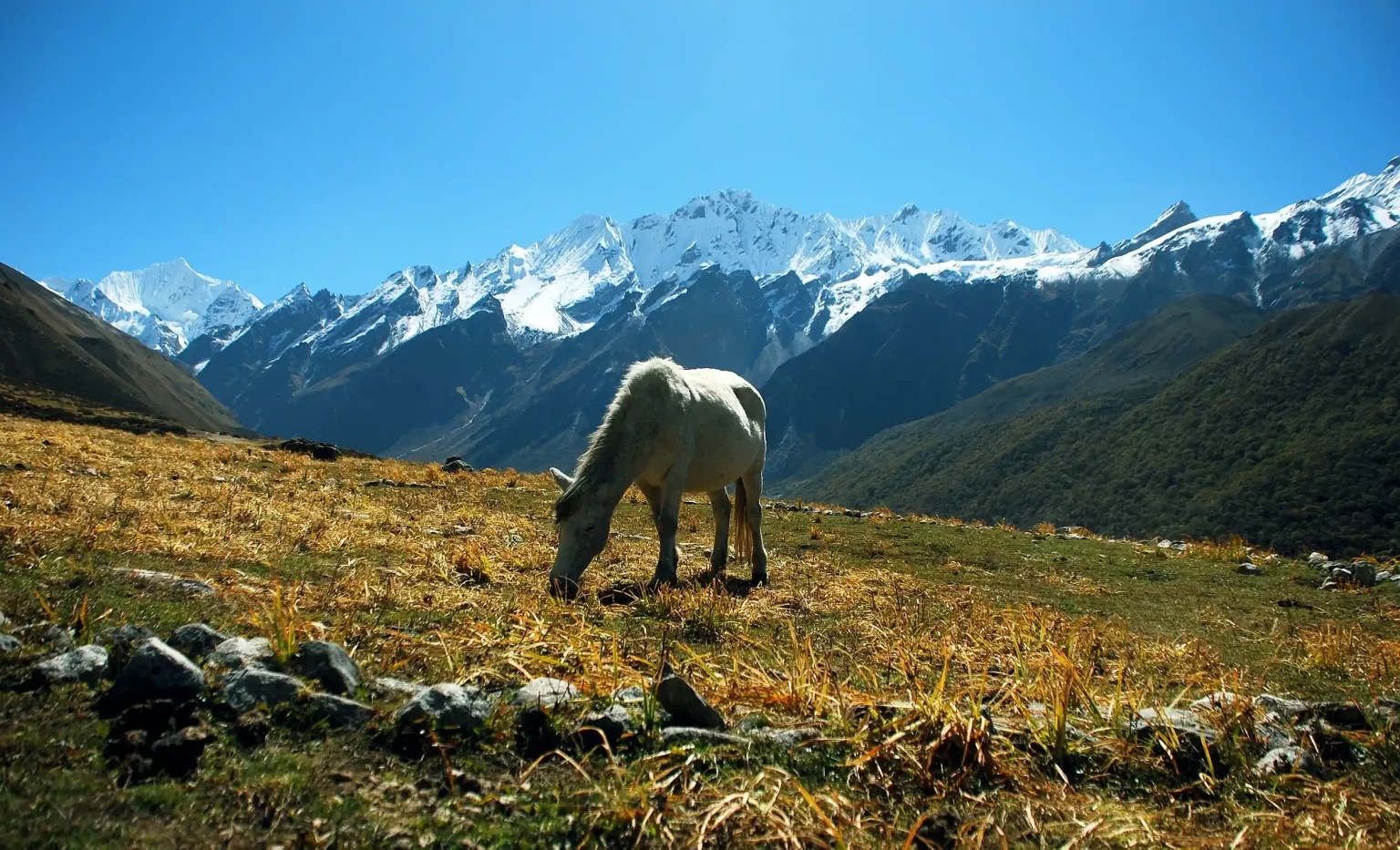 Langtang-Valley-Trek-3