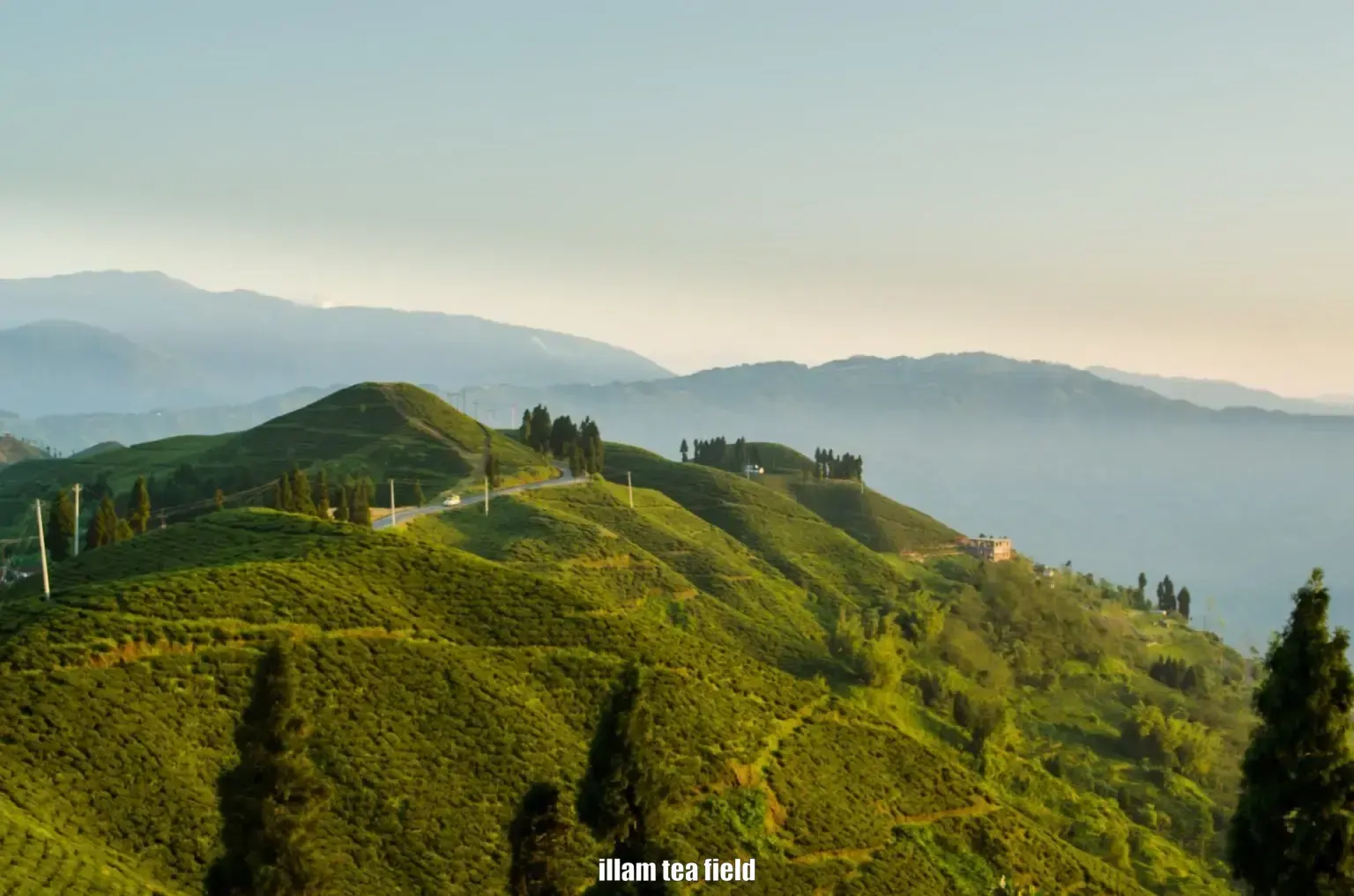 sawah tea illam